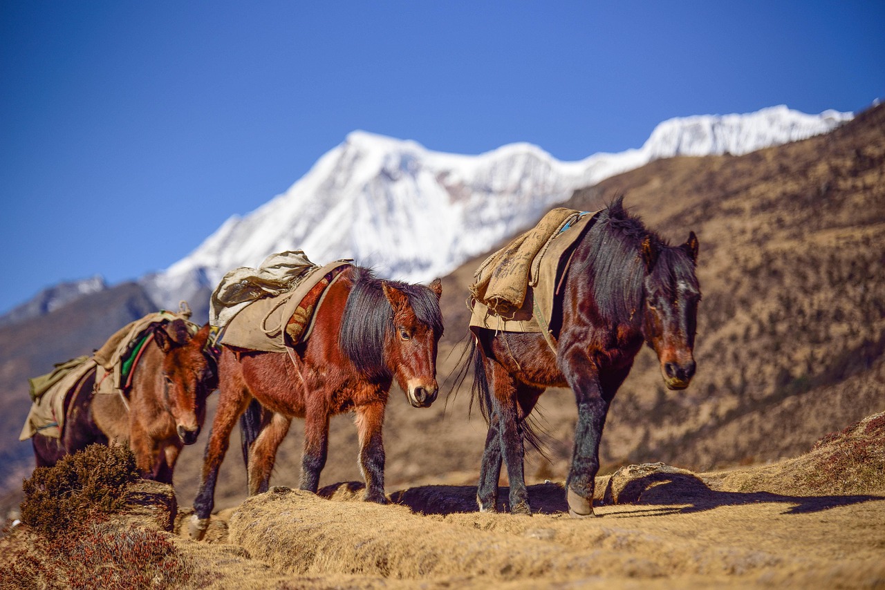 bhutan, mountain, horse, altitude, landscape, asia, travel, nature, scenic, destination, valley, tourism, bhutanese, scenery, outdoor, brown mountain, brown horse, bhutan, bhutan, bhutan, bhutan, bhutan
